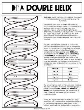 dna the double helix worksheet pdf